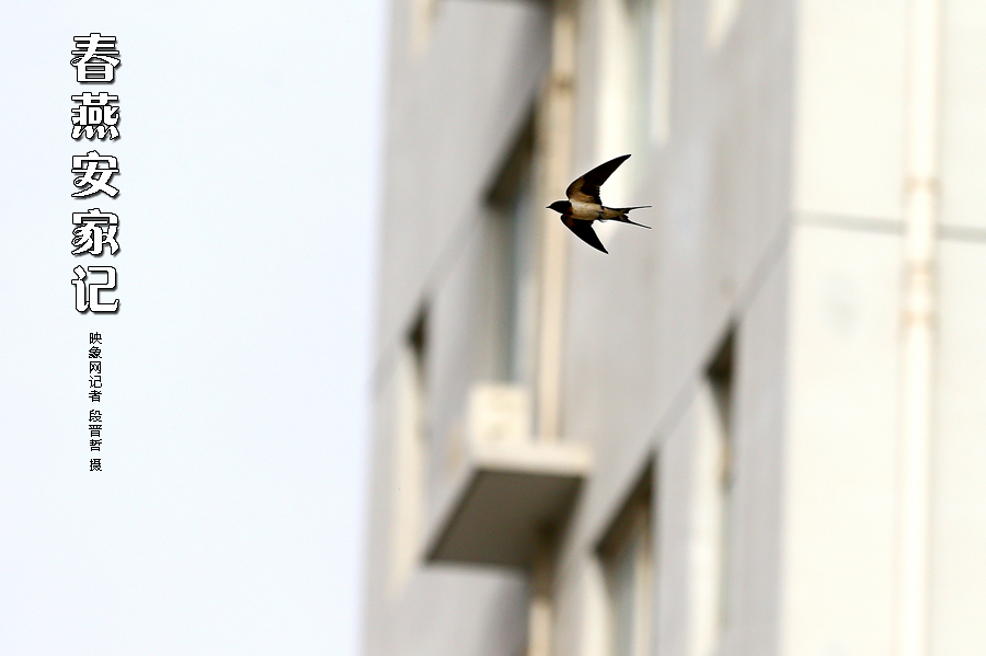 為了愛巢，每天奔波在樓宇間不斷努力